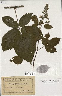 spécimen de Rubus silvaticus