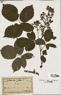 spécimen de Rubus silvaticus