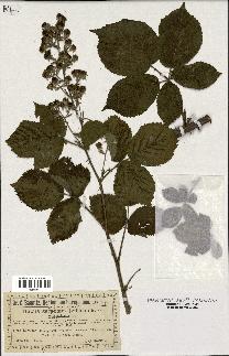 spécimen de Rubus silvaticus