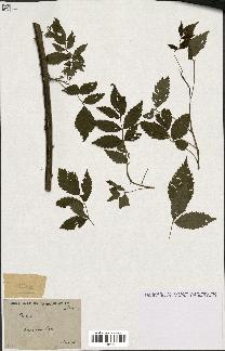 spécimen de Rubus sp.