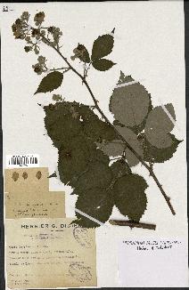 spécimen de Rubus argenteus