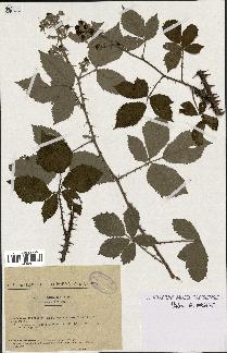 spécimen de Rubus argenteus