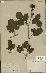 spécimen de Rubus orbifolius