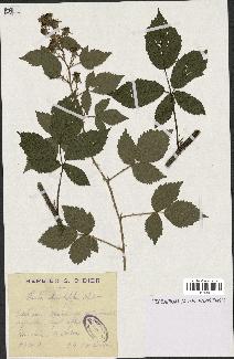 spécimen de Rubus rhombifolius