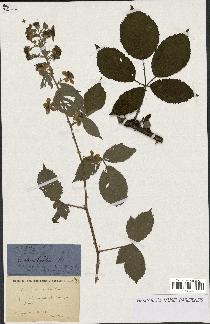 spécimen de Rubus rhombifolius