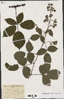 spécimen de Rubus rhombifolius