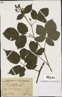 spécimen de Rubus pyramidalis