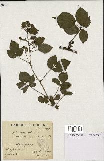 spécimen de Rubus pyramidalis