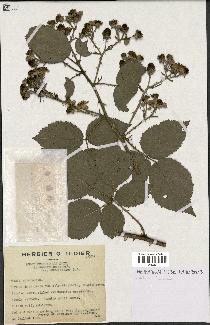 spécimen de Rubus pyramidalis