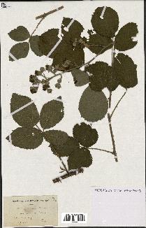 spécimen de Rubus pyramidalis