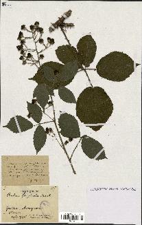 spécimen de Rubus fagicola