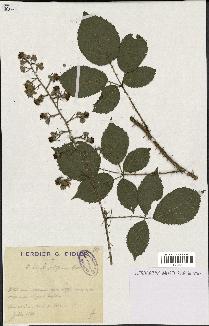 spécimen de Rubus elongatispinus