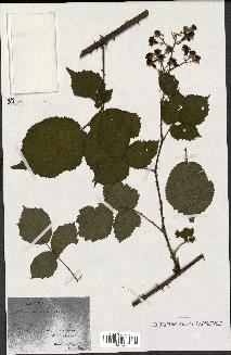 spécimen de Rubus silvaticus