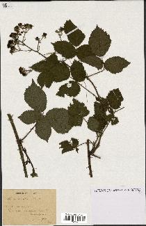 spécimen de Rubus silvaticus