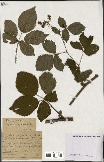 spécimen de Rubus nitidus