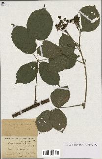 spécimen de Rubus macrophyllus