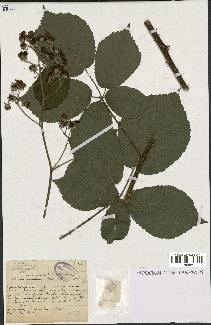 spécimen de Rubus macrophyllus