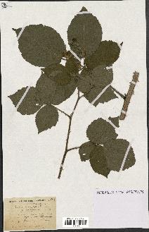 spécimen de Rubus macrophyllus