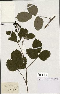 spécimen de Rubus radula