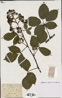 spécimen de Rubus pyramidalis