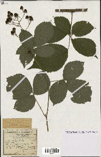 spécimen de Rubus pyramidalis