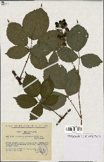 spécimen de Rubus pyramidalis