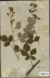 spécimen de Rubus bifrons