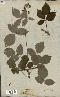 spécimen de Rubus bifrons