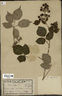 spécimen de Rubus bifrons