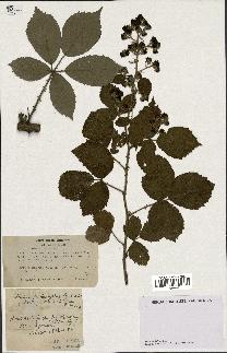 spécimen de Rubus prolongatus