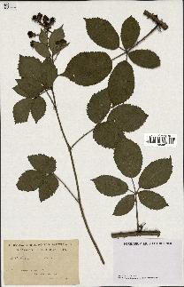 spécimen de Rubus macrophylloides