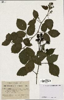 spécimen de Rubus macrophylloides