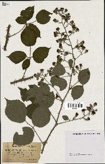 spécimen de Rubus melanoxylon