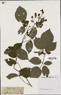 spécimen de Rubus melanoxylon