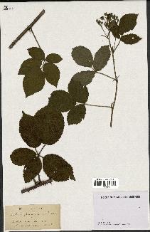 spécimen de Rubus leucanthemus