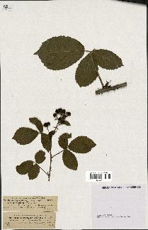 spécimen de Rubus leucanthemus