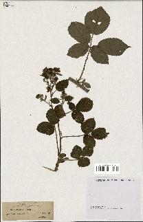 spécimen de Rubus hypomalacus