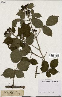 spécimen de Rubus hypomalacus