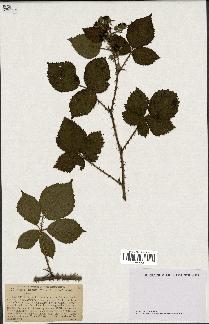 spécimen de Rubus hypomalacus