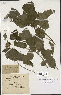 spécimen de Rubus caesius x tomentosus