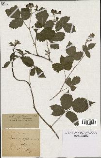 spécimen de Rubus corylifolius