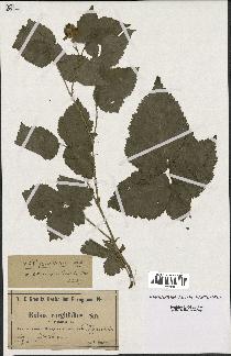 spécimen de Rubus corylifolius