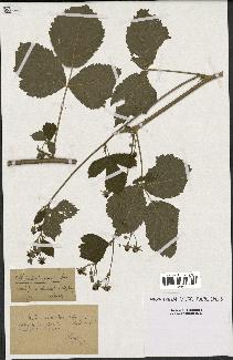 spécimen de Rubus caesius x tomentosus