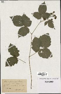 spécimen de Rubus pruinosus