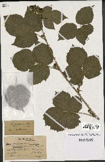 spécimen de Rubus maximus