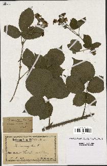 spécimen de Rubus oreogeton