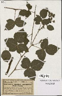 spécimen de Rubus caesius