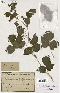 spécimen de Rubus caesius