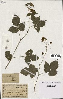 spécimen de Rubus dumetorum