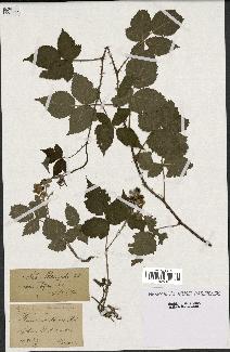 spécimen de Rubus dumetorum